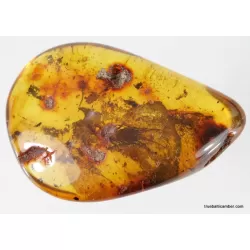 MYRIAPODA fossil insect in Baltic amber