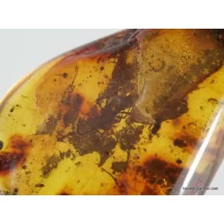 MYRIAPODA fossil insect in Baltic amber