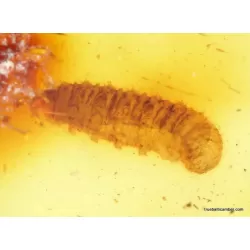 Myriapoda in genuine Baltic amber fossil stone
