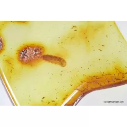 Myriapoda in genuine Baltic amber fossil stone