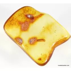 Myriapoda in genuine Baltic amber fossil stone