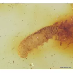 Myriapoda in genuine Baltic amber fossil stone