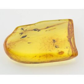 COCKROACH insect inclusion in Baltic amber fossil stone 5g