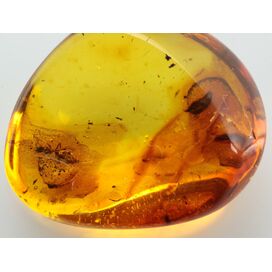 Ant Insect inclusions in Baltic amber fossil stone