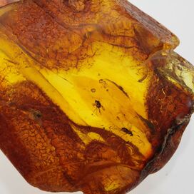 Insect inclusions in Baltic amber fossil large stone