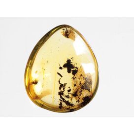 Diptera Insect inclusions in Baltic amber fossil amulet stone