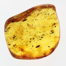 Swarm of Insects in Baltic Amber Fossil Specimen