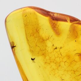 Gnats trapped in Baltic Amber Fossil Specimen