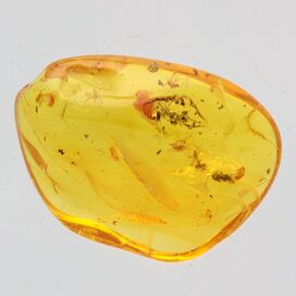 Few trapped Insects in Baltic Amber Fossil Specimen