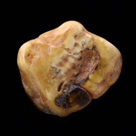 Polished Rough Genuine Baltic amber Fossil Stone