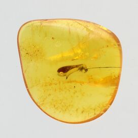 Termite in Baltic amber fossil