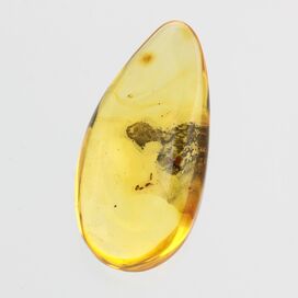 Diptera Insect in Baltic Amber Fossil Specimen