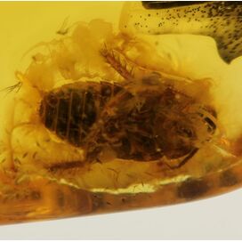 Genuine Baltic amber fossil stone with large cockroach