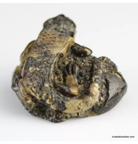 Carved Genuine BALTIC AMBER - Lizzard