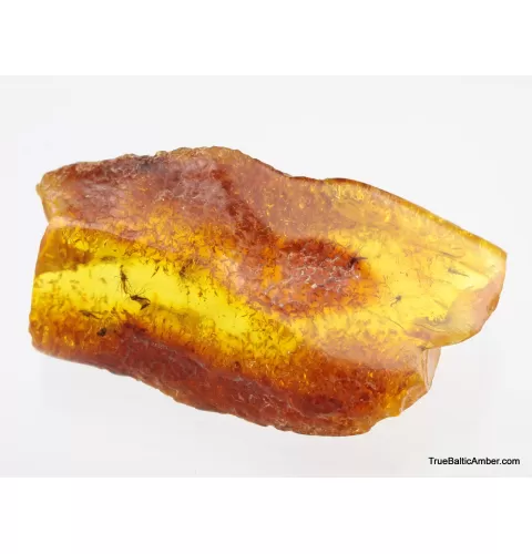 5 Insect inclusions in Baltic amber fossil stone