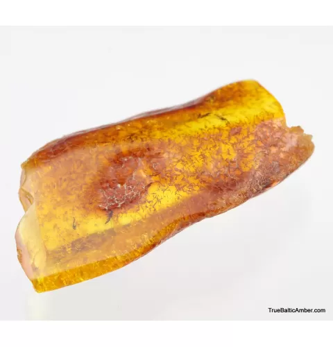 5 Insect inclusions in Baltic amber fossil stone