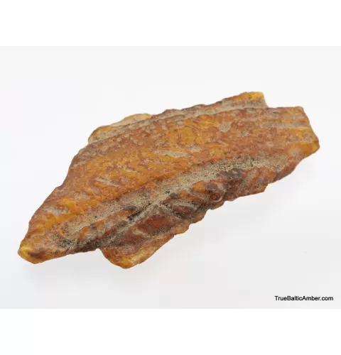 Baltic amber fossil stone with plant print