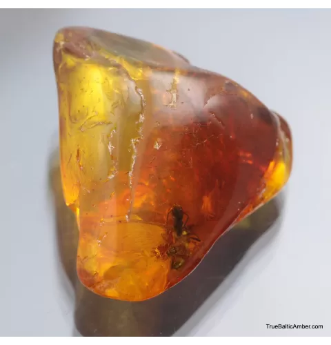 Large TERMITE inclusion in Baltic amber fossil stone