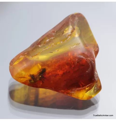 Large TERMITE inclusion in Baltic amber fossil stone
