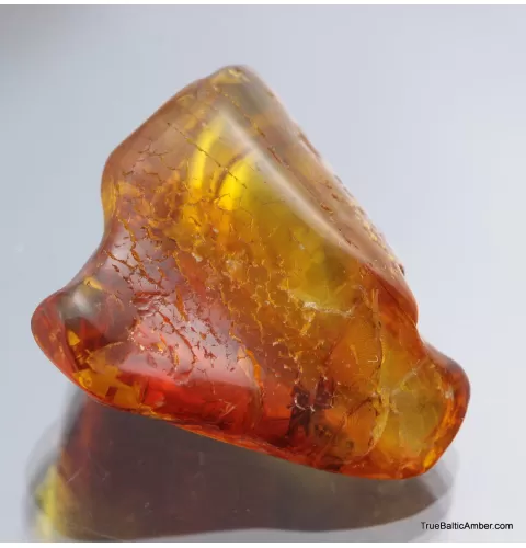 Large TERMITE inclusion in Baltic amber fossil stone