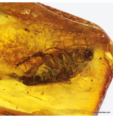 Big COCKROACH in Baltic amber fossil stone