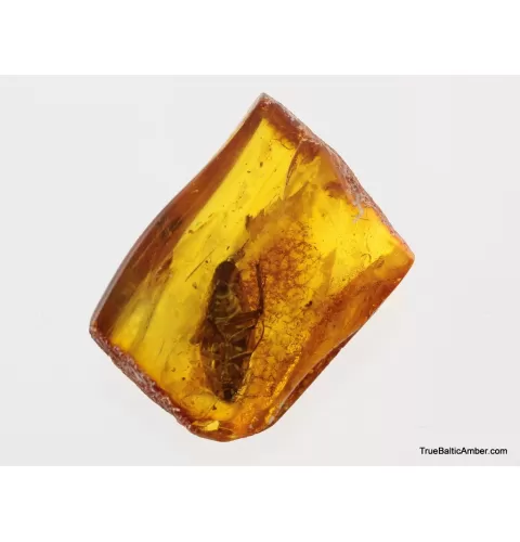 Big COCKROACH in Baltic amber fossil stone