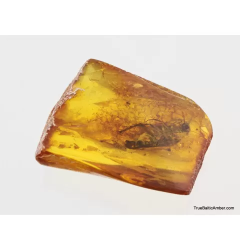 Big COCKROACH in Baltic amber fossil stone