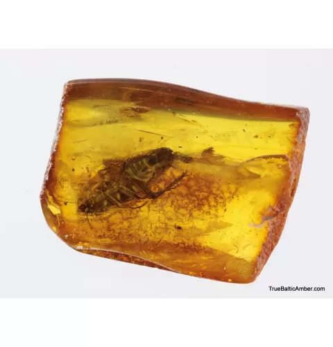 Big COCKROACH in Baltic amber fossil stone