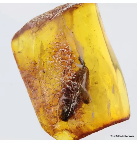 Big COCKROACH in Baltic amber fossil stone