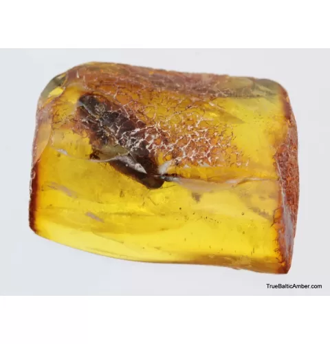 Big COCKROACH in Baltic amber fossil stone