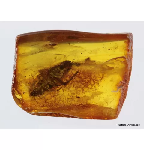 Big COCKROACH in Baltic amber fossil stone