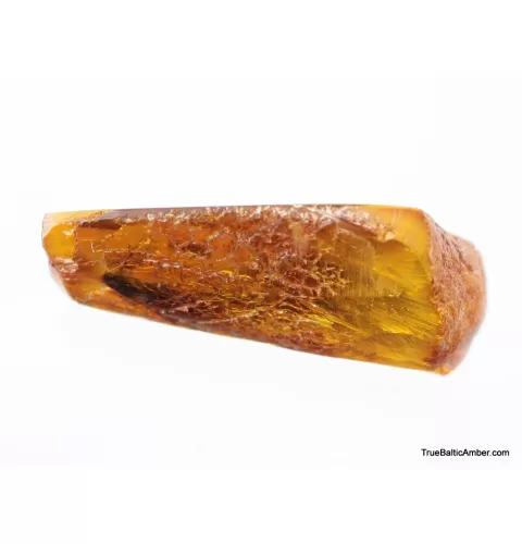 Big COCKROACH in Baltic amber fossil stone