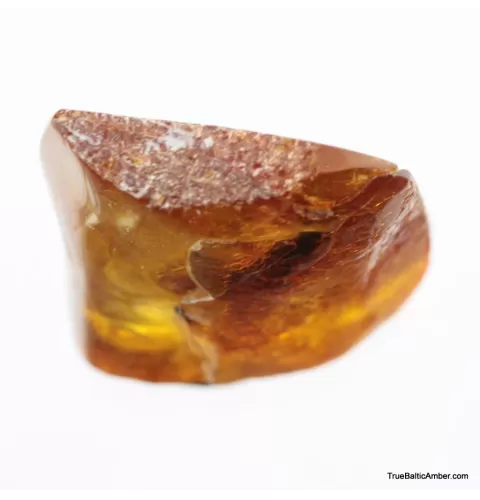 Big COCKROACH in Baltic amber fossil stone