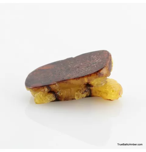 Carved Genuine BALTIC AMBER - Lizard
