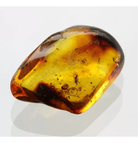 Gnat Insect inclusions in Baltic amber fossil stone