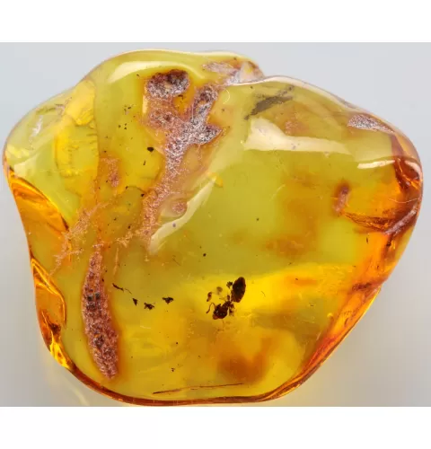 Ant Insect inclusions in Baltic amber fossil stone