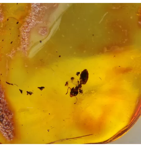 Ant Insect inclusions in Baltic amber fossil stone