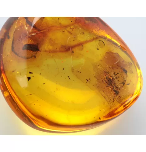 Ant Insect inclusions in Baltic amber fossil stone