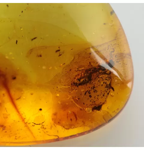 Ant Insect inclusions in Baltic amber fossil stone