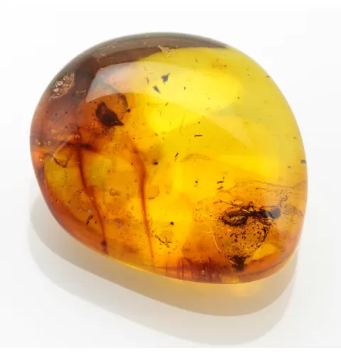 Ant Insect inclusions in Baltic amber fossil stone