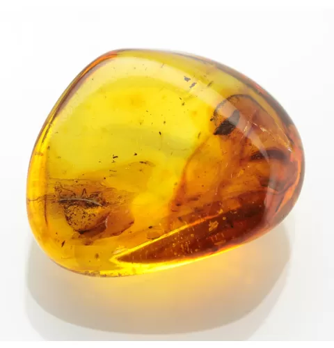 Ant Insect inclusions in Baltic amber fossil stone