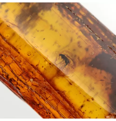 Insect inclusions in Baltic amber fossil stone