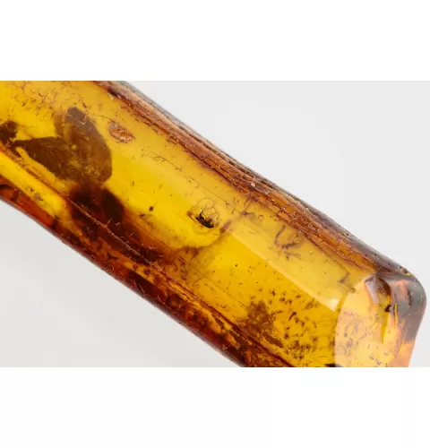 Insect inclusions in Baltic amber fossil stone