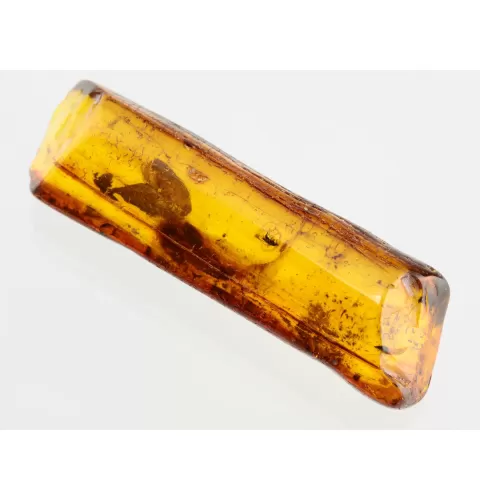 Insect inclusions in Baltic amber fossil stone