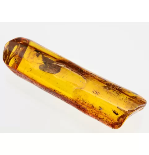Insect inclusions in Baltic amber fossil stone