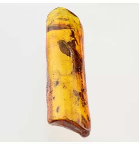 Insect inclusions in Baltic amber fossil stone