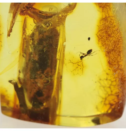 Insect inclusions in Baltic amber fossil stalactite stone