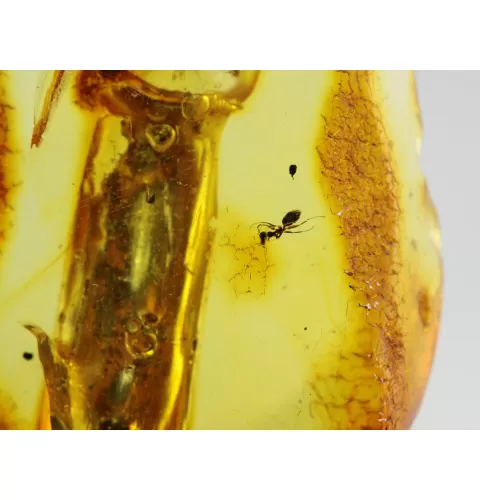 Insect inclusions in Baltic amber fossil stalactite stone