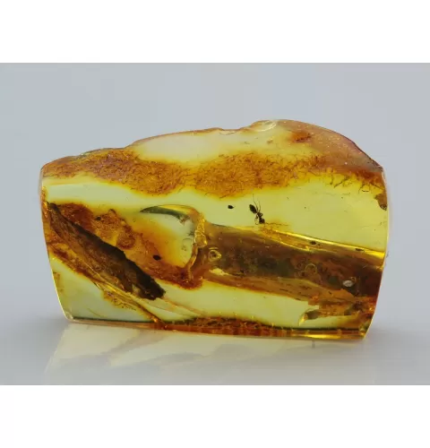 Insect inclusions in Baltic amber fossil stalactite stone
