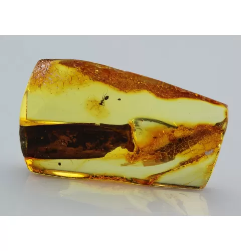 Insect inclusions in Baltic amber fossil stalactite stone